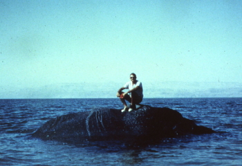 Yãm ha-MëlꞋakh: large floating bitumen mass *Oron et al., 1969)
